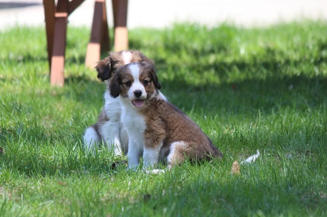 子犬が芝生の上で遊んでいる様子を捉えた画像です。.
