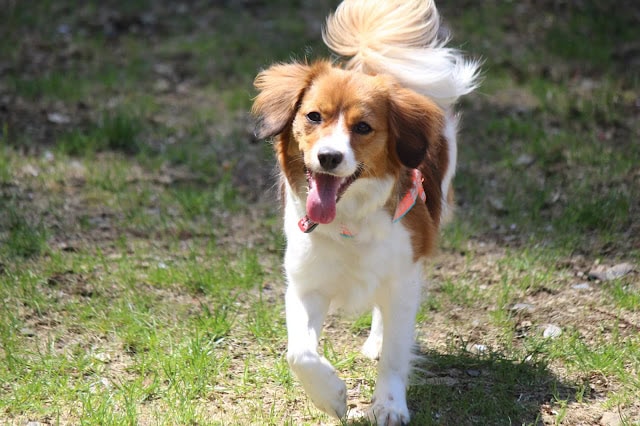 犬が走る姿を捉えた写真です。.