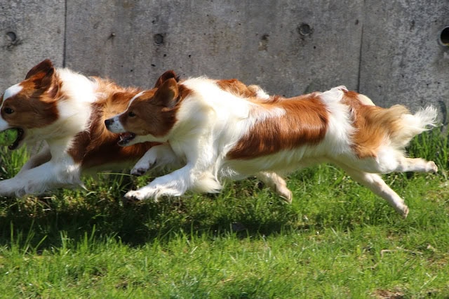 子犬たちが広いフィールドで元気に走る様子.
