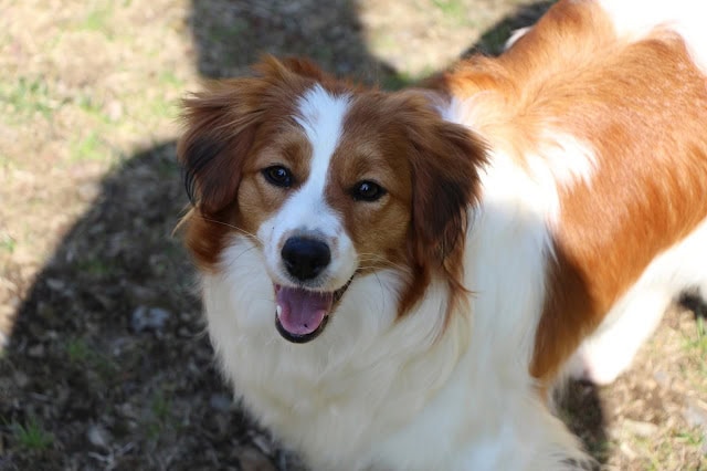 フィールドデビューを迎えた可愛い犬の写真です。.