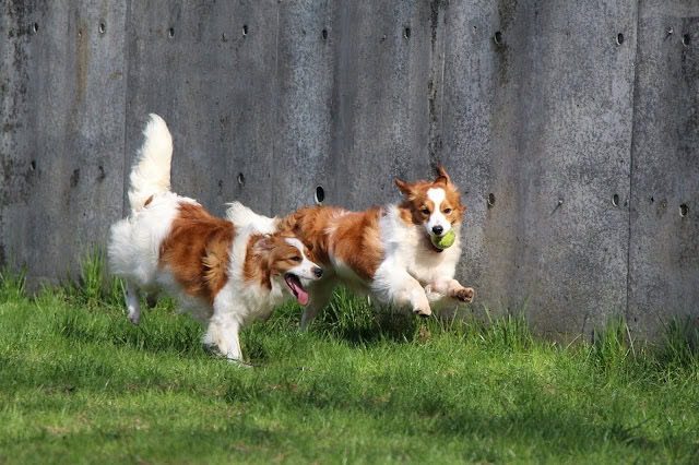 犬たちが芝生の庭で遊んでいる様子.