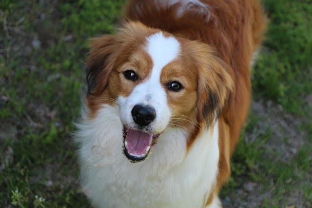 愛らしい犬の子犬の写真です。.