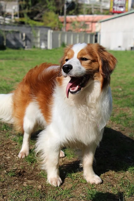 元気な犬が広いフィールドで遊んでいる様子.