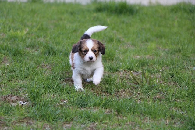 子犬のフィールドデビューの瞬間を捉えた写真です。.