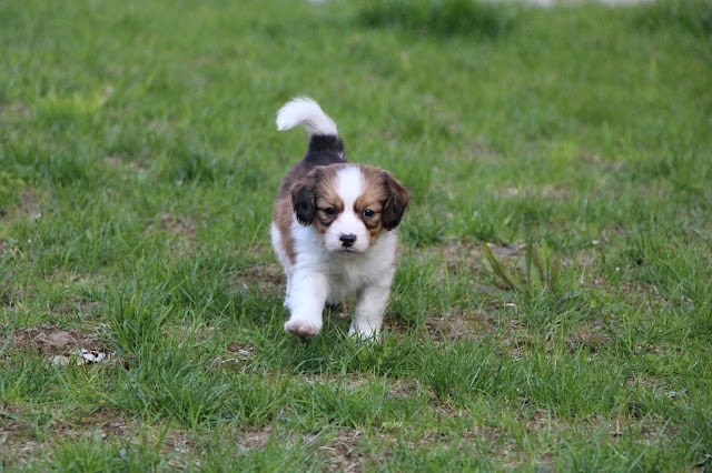小さな子犬が緑の草原を走る様子。.