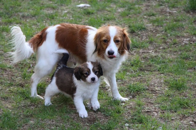 犬と子犬が草原で遊んでいる様子.