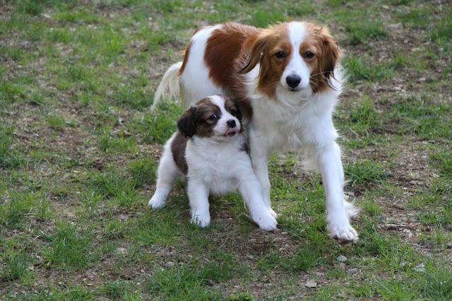 親子の犬が草原で遊んでいる様子.