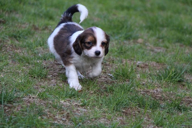 かわいい子犬が草原を走る姿。.