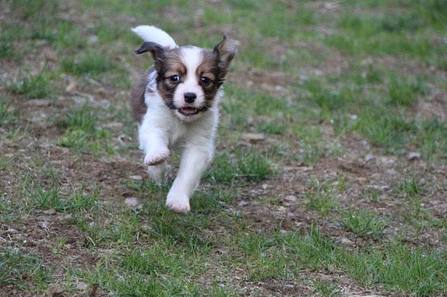 子犬が草原を走る姿.