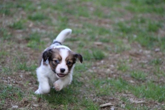 子犬が広いフィールドで遊んでいます。.