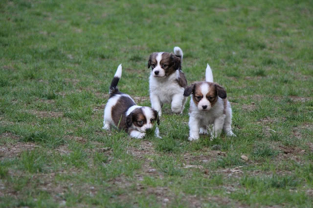 子犬たちが草原で遊んでいる様子.