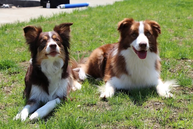 子犬のレキシーとルフィが緑の芝生の上で遊んでいます。.
