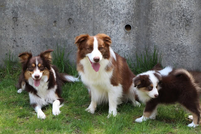 生後2か月の可愛い子犬たちの写真.