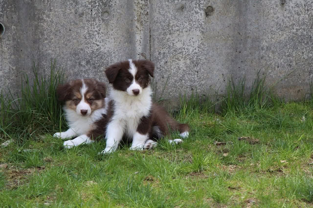 生後2か月のかわいい子犬たちが草の上に座っています.