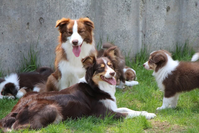 子犬たちと遊ぶ犬たちの写真です。.