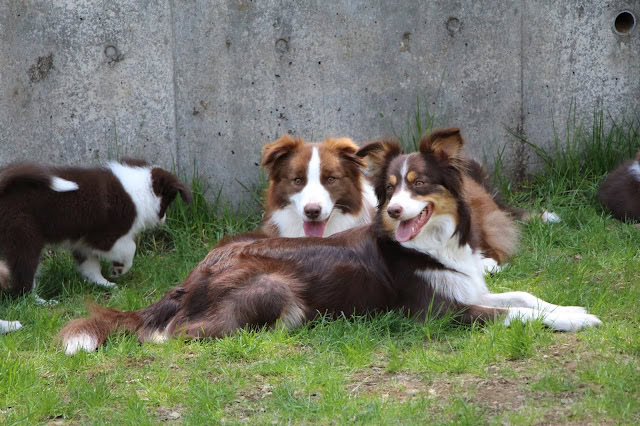 子犬と親犬のかわいい家族写真です。.