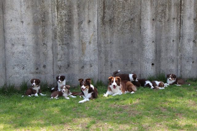 子犬たちが外で遊んでいる様子を写した写真です。.
