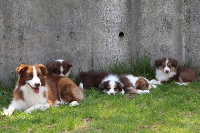 子犬たちが緑の芝生の上でくつろいでいます。.