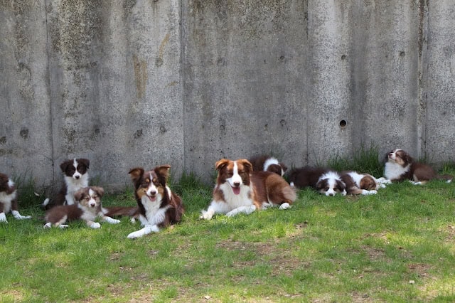 子犬たちが芝生の上でくつろいでいます。.