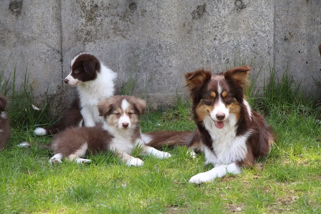 親犬と子犬たちが草の上でくつろいでいる様子.