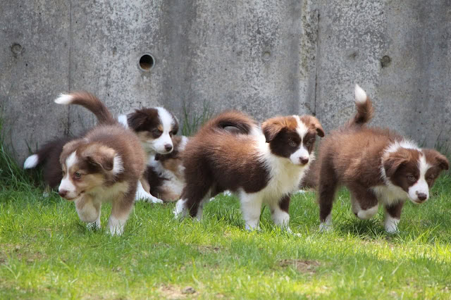 子犬たちが元気に遊ぶ様子.