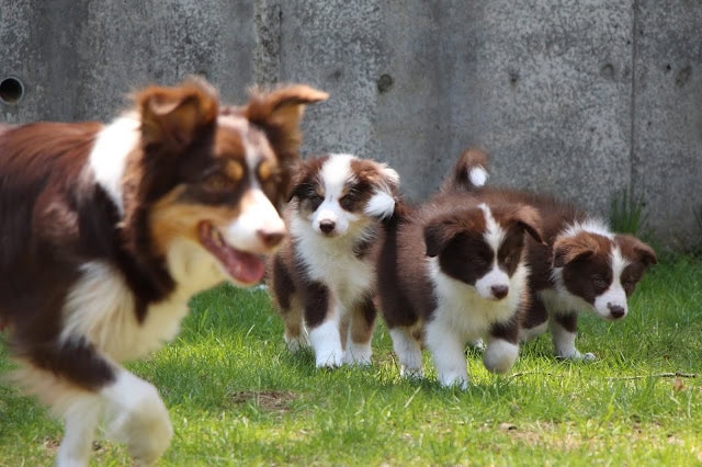 子犬たちが元気に遊ぶ様子を庭で撮影しました。.