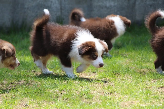 子犬たちが緑の芝生の上で遊んでいる様子.