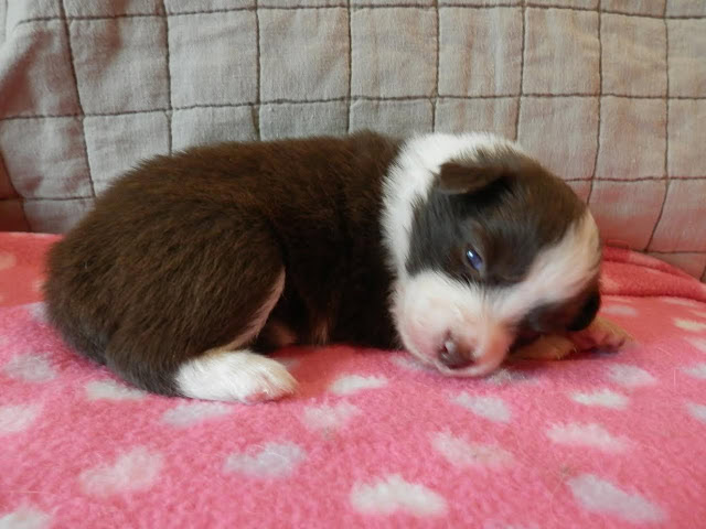 子犬のかわいい寝顔の写真です。.