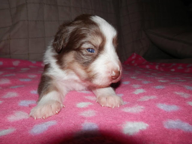 子犬のかわいい表情とふわふわの毛並み.