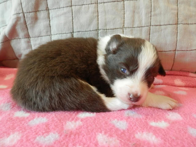 子犬のアップ写真、白と黒の毛色、寝ている姿.