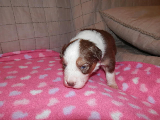 子犬がピンクのハート柄の毛布の上にいる様子.