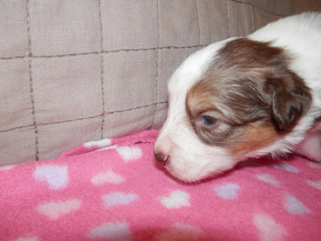 子犬のかわいい顔アップ.