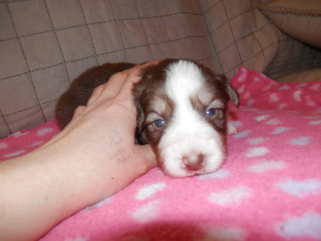 子犬の白と茶色の子犬が毛布の上で眠る様子.