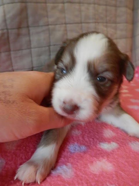 子犬のかわいい写真です。.