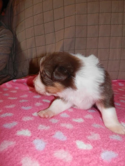 子犬の横顔とピンクのハート柄の毛布の背景.