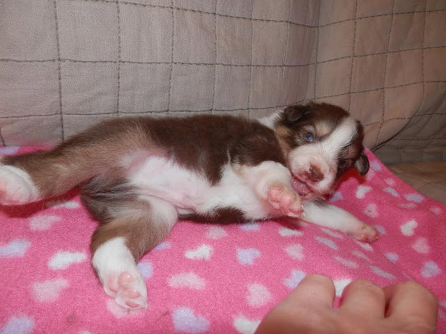 子犬がピンクのブランケットの上で眠っている様子.