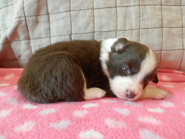 子犬の白黒の毛並みと眠る姿.