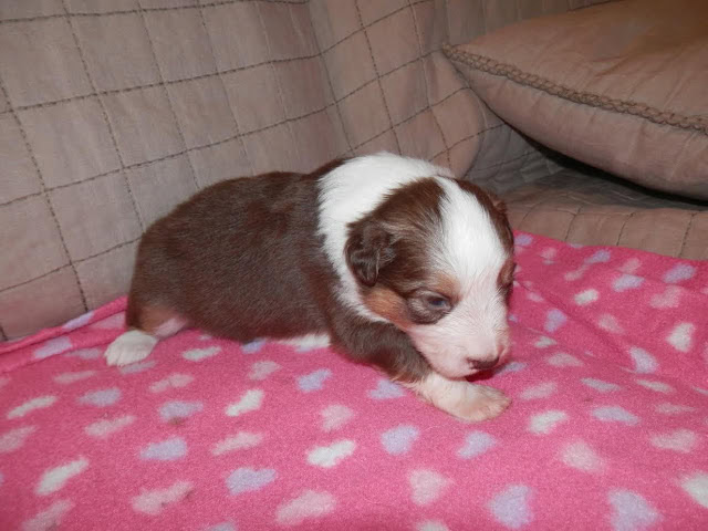 子犬がピンクのハート柄のブランケットの上で寝ている様子.