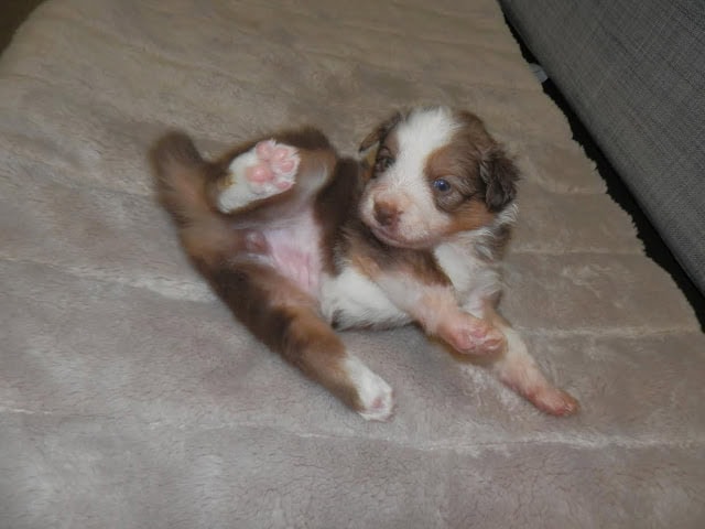 子犬が足を上げて遊んでいる姿の画像です.