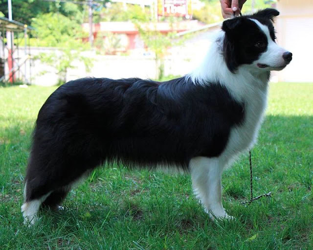 コーギー犬が緑の芝生の上に立っている様子.