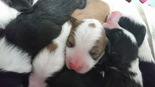 生まれたばかりの子犬たちが仲良く眠っています。.