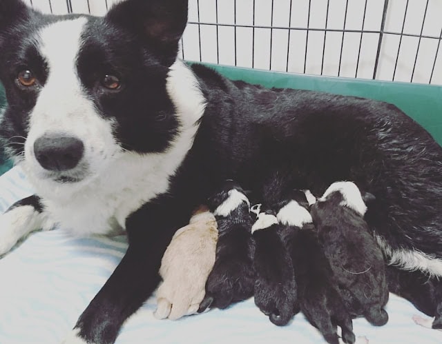 母犬と生まれたての子犬たちの親子ショット.