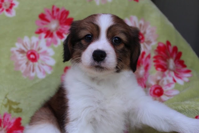 子犬のアップ写真、ふわふわの毛と大きな瞳が魅力的です.