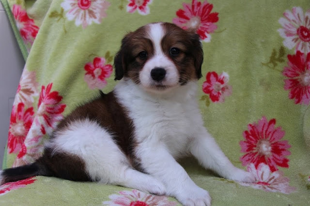 かわいい子犬の写真、暖かい緑の花柄背景とともに。.