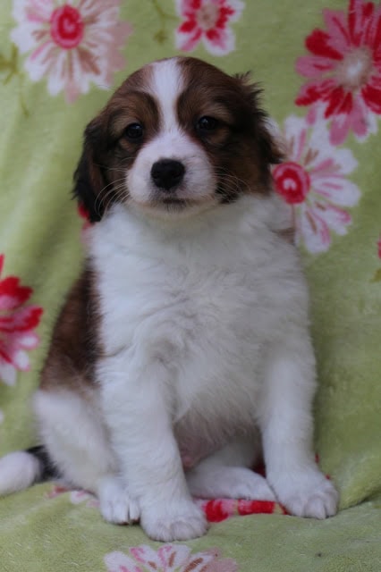 かわいい子犬の写真、カイリーとトビーの子犬.