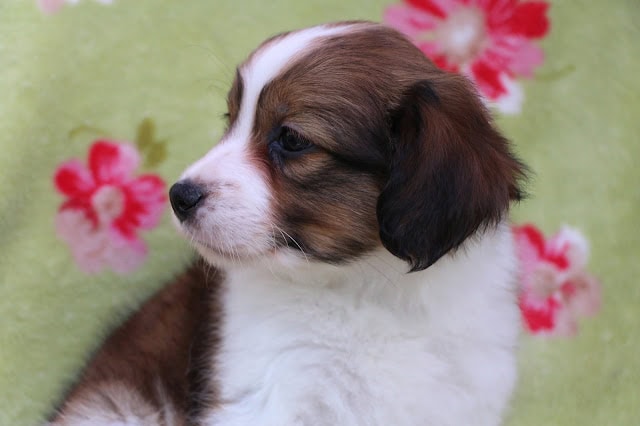 子犬のかわいい表情とふわふわの毛並み.