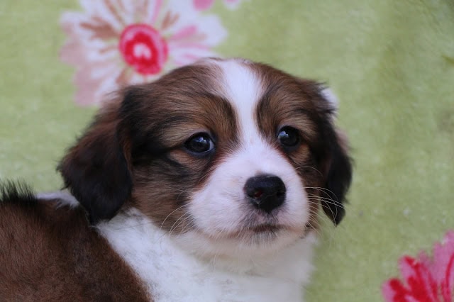 子犬のカイリーとトビーのアップ写真です。.