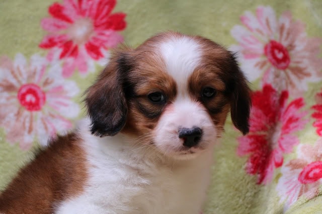 かわいい子犬のアップ写真、背景は花柄の緑色の布。.