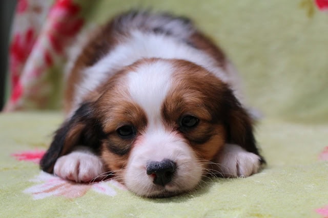 かわいい子犬の寝顔、優しい表情が伝わる一枚です。.