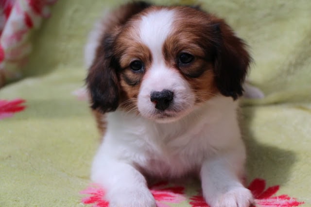 子犬のアップ写真、ふわふわの毛と大きな瞳が魅力的です.